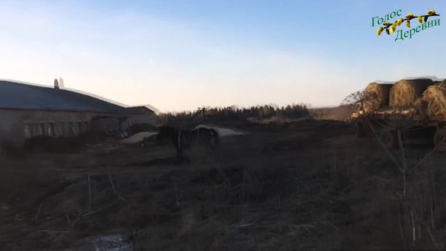 Последние лошади в деревне