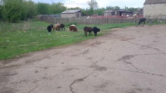 милые барашки