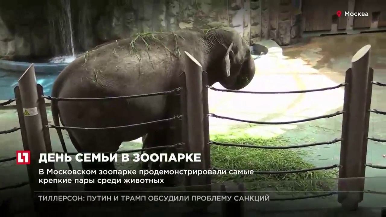 В Московском зоопарке продемонстрировали самые крепкие пары среди животных