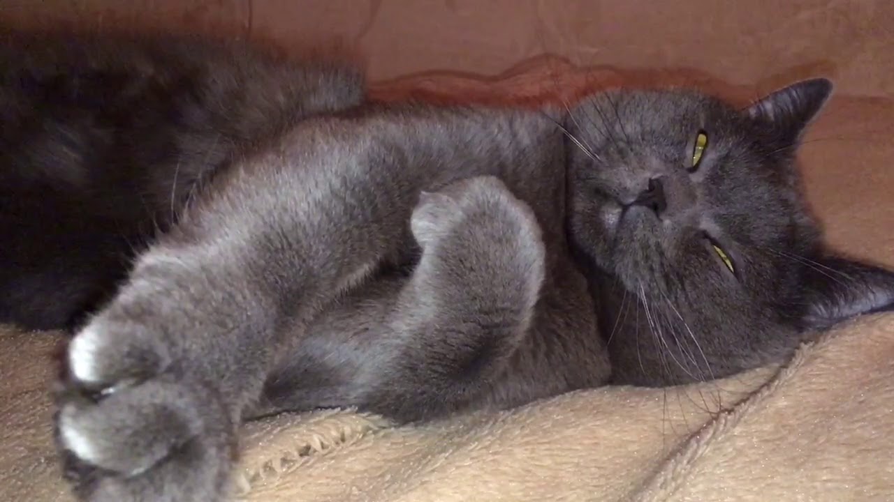 Милый котик