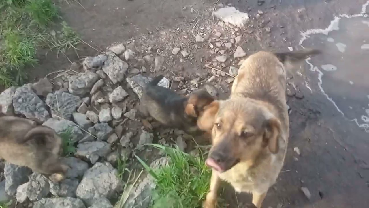 Рыжулька и детки обедают!!!