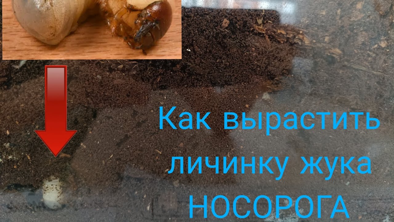 Как вырастить личинку жука носорога дома.