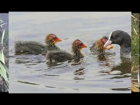 СМЕШНОЙ ДИКИЙ УТЕНОК ОЗЕРОЛЕБЕДИ ЧАЙКИ ЖАРА flapper on the lake