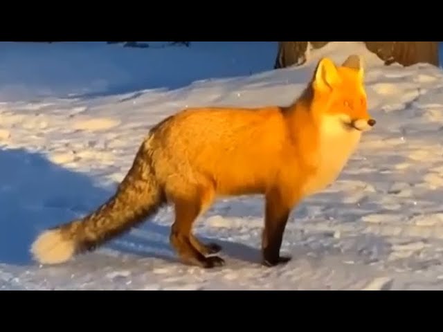 Раненная лиса вышла к людям. The Wounded Fox Came Out To The People.