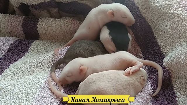 Звук крыс писк крыс Маленькие крысята крупным планом Маленькие домашние крысята Видео про крыс