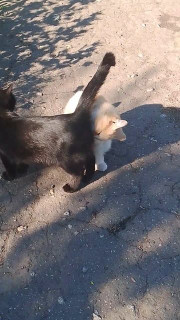 1000080883.mp4наши копейки.