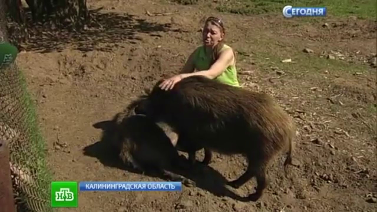Дикая свинья страшнее участкового.