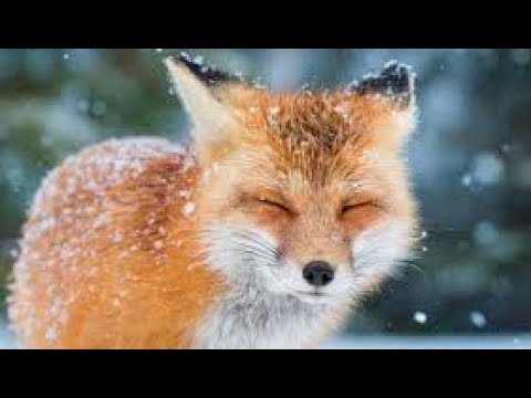Самая ласковая на свете лиса. The most affectionate fox in the world