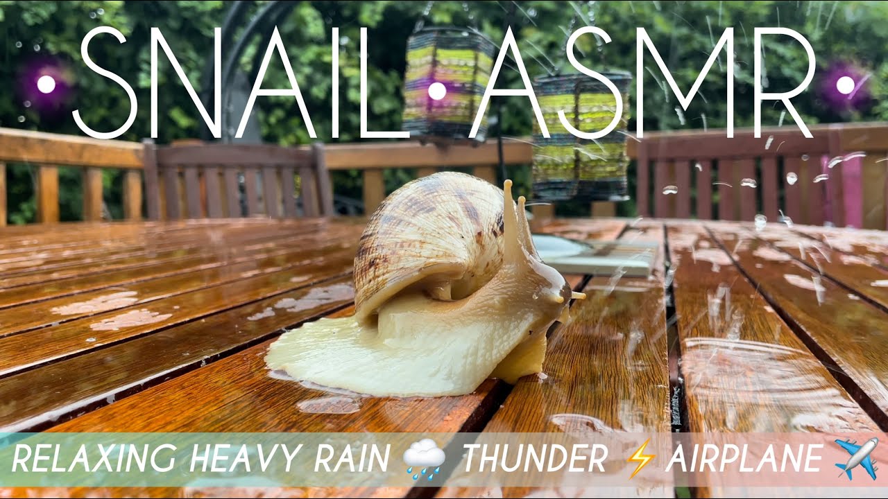 4K ASMR snail in the rain  4K АСМР улитка под сильным дождём 