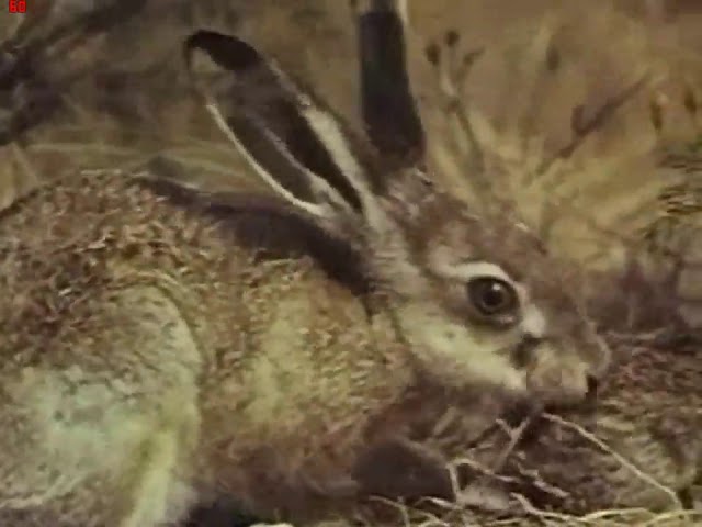 Заяц-беляк