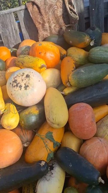 • Брат вырастил целый ГРУЗОВИК тыкв! Смотрю из Анапы и удивляюсь... 🥕🚚