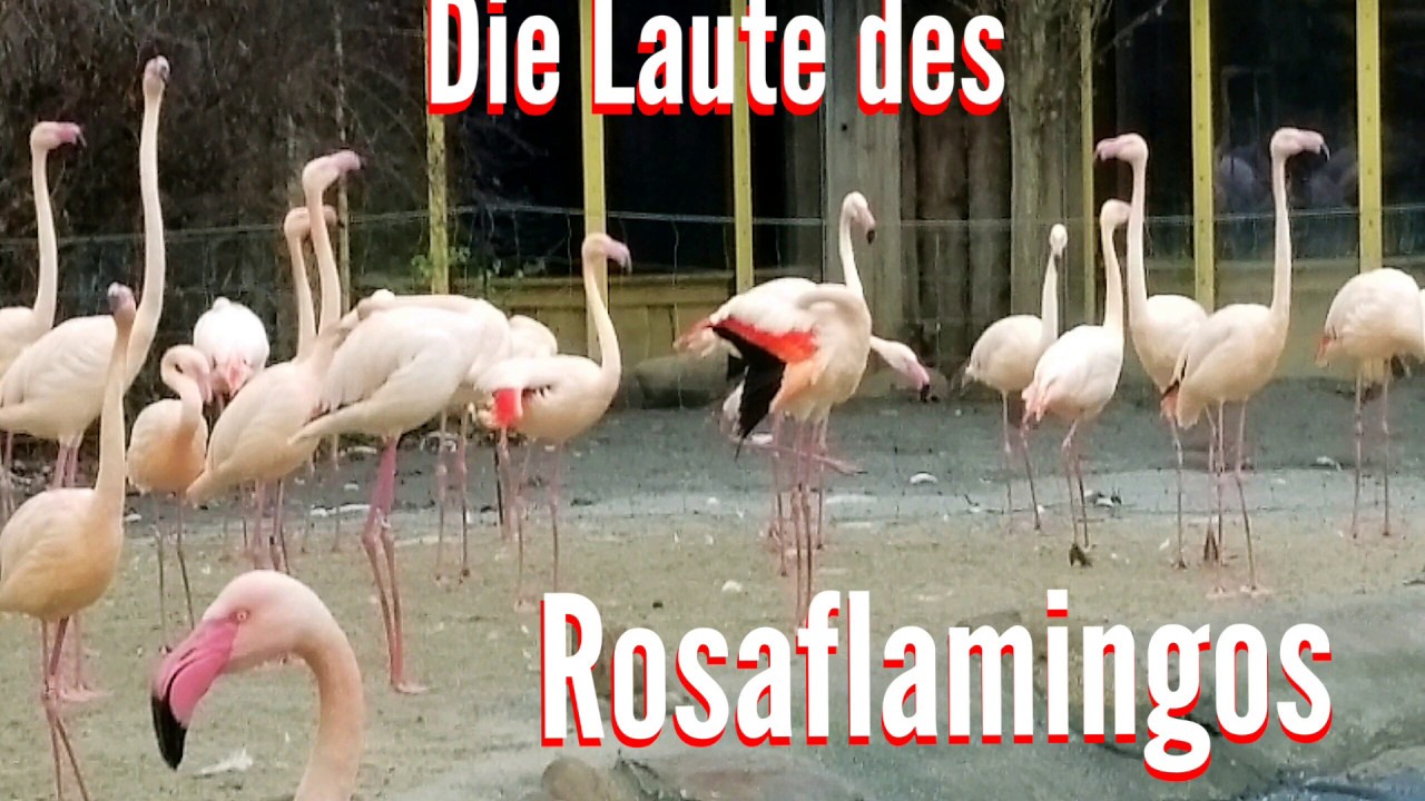 Die Laute des Flamingos Rosaflamingo LoveNature Tierlaute Tiergeräusche