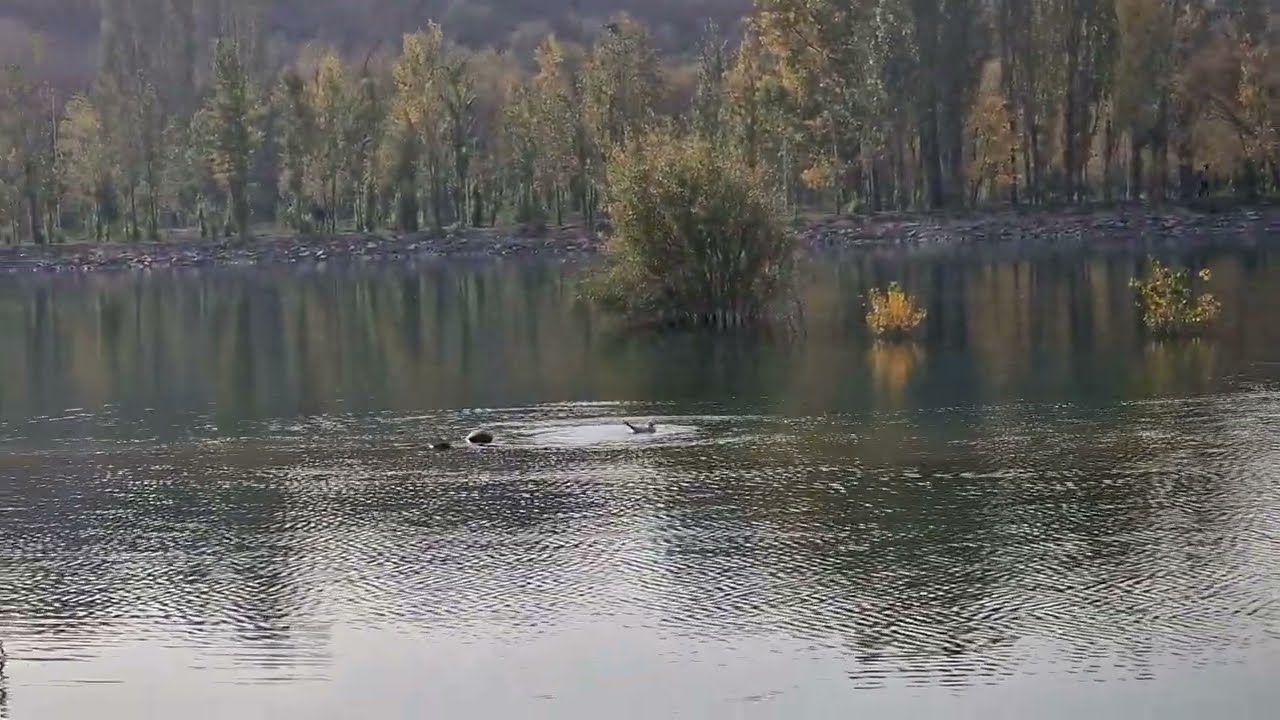 Алматы. На Сайране. Лавочки, эстрада Утка летает, Чайка купается Милота!! 22 10 2025