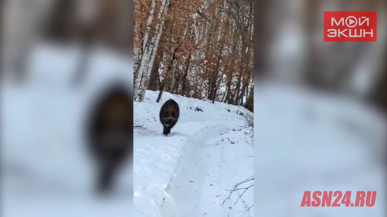 Ну очень дружелюбный кабан