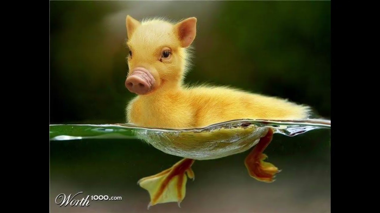 Funny Photoshop Animals Part 2