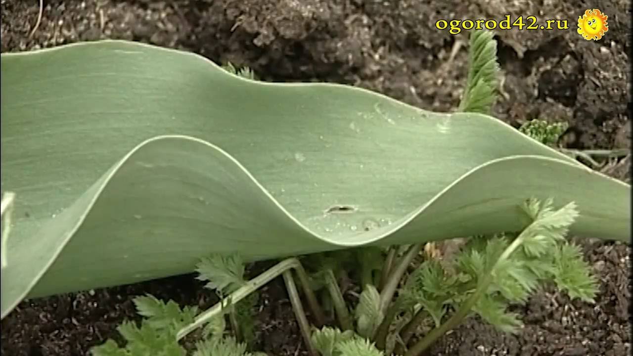 Поработали луговые собачки