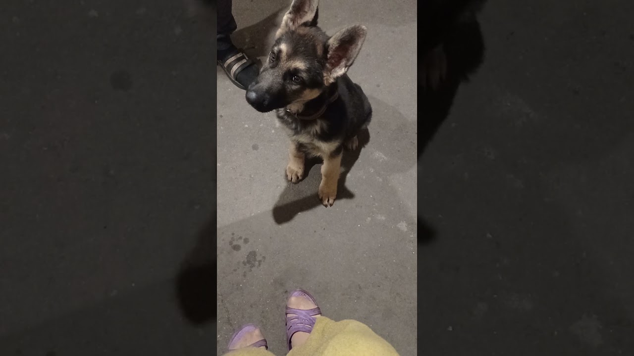 Щенок овчарки реагирует на писк и голос других щенят.Хит.Смешно.