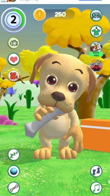 Dog