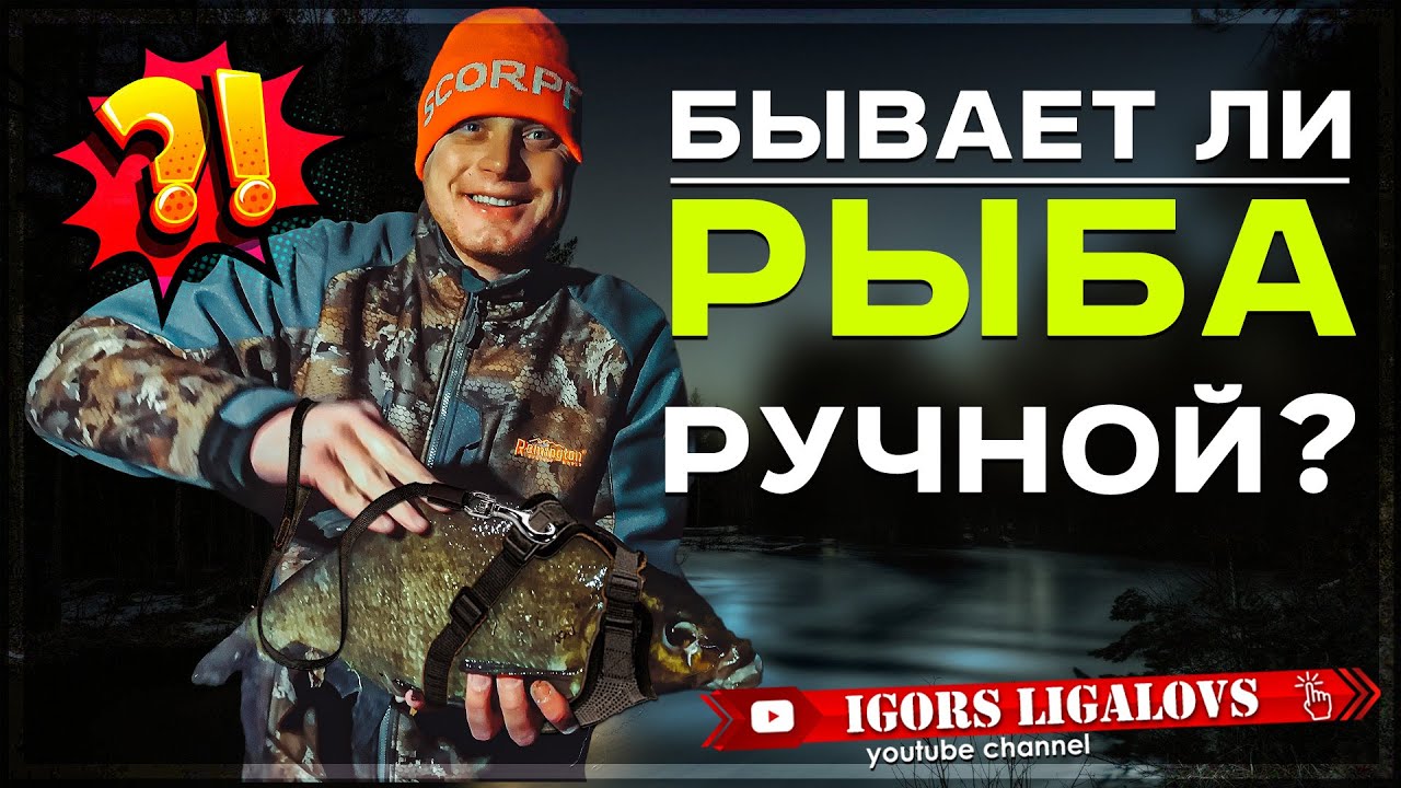 Обалдеть.Огромный лещ плавает рядом со мной и не боится ничего. Ручная рыба.