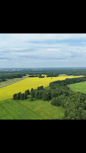 Поле Рапса drone природа