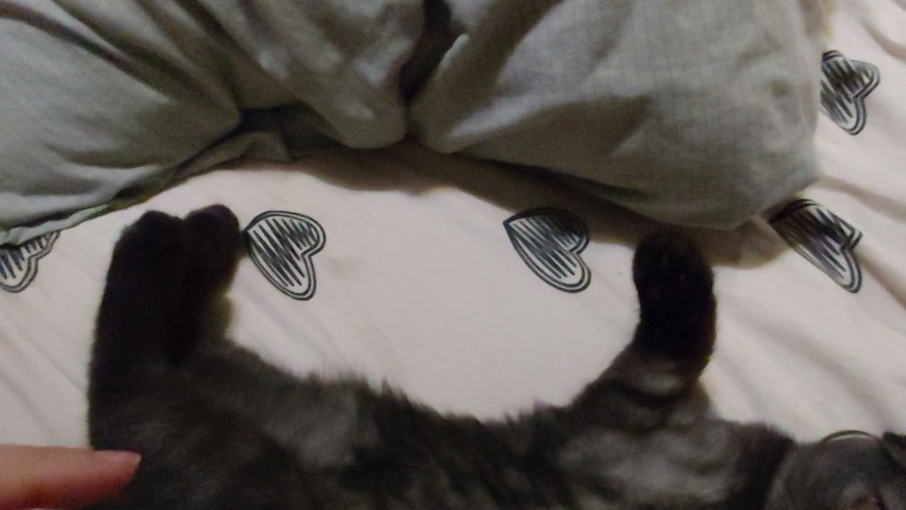 ЗЛАЯ ЛИСАEVIL FOX