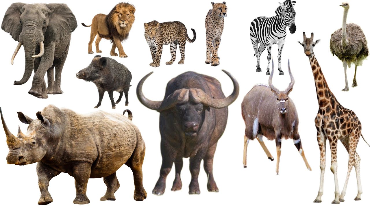 AFRICAN ANIMAL SOUNDS: Zebra Giraffe Cheetah Lion Meerkat Kudu Elephant Leopard