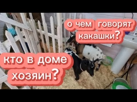 Кто в доме хозяин? О чем говорят козы ?