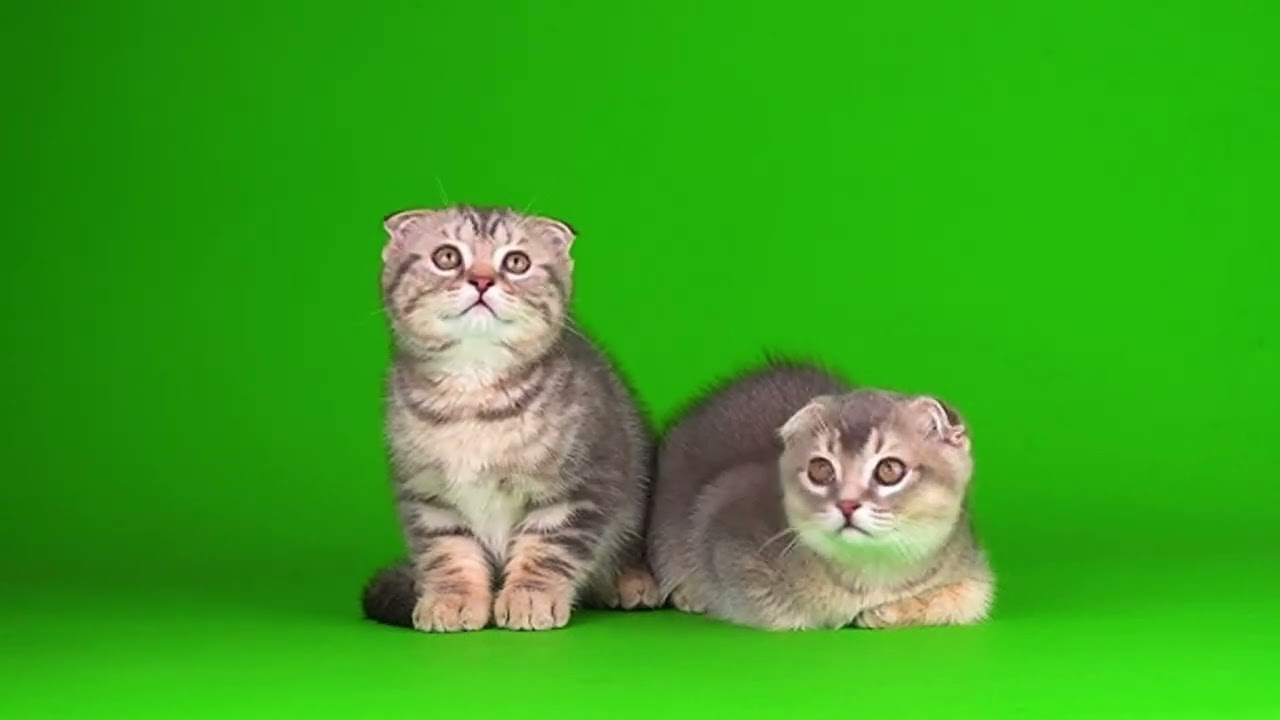 Вислоухие котята на хромакее