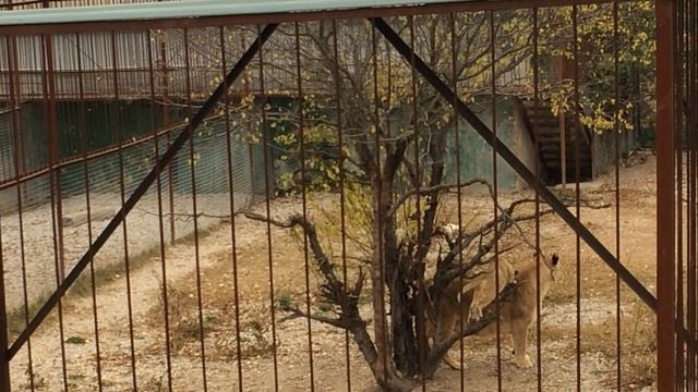  Такой Тайган вряд ли узнаете. Львёнок на дереве. Львица страхует