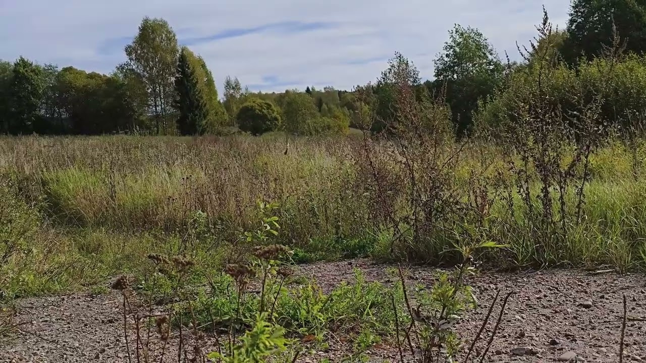 Звуки осенней природы-Ярославская область.природаприродаосеньюярославскаяобласть