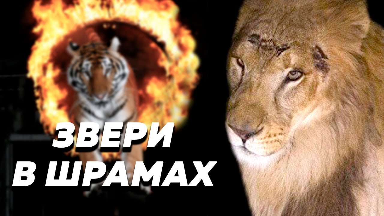 Как страдают животные в цирке // зоозащитники и защита животных