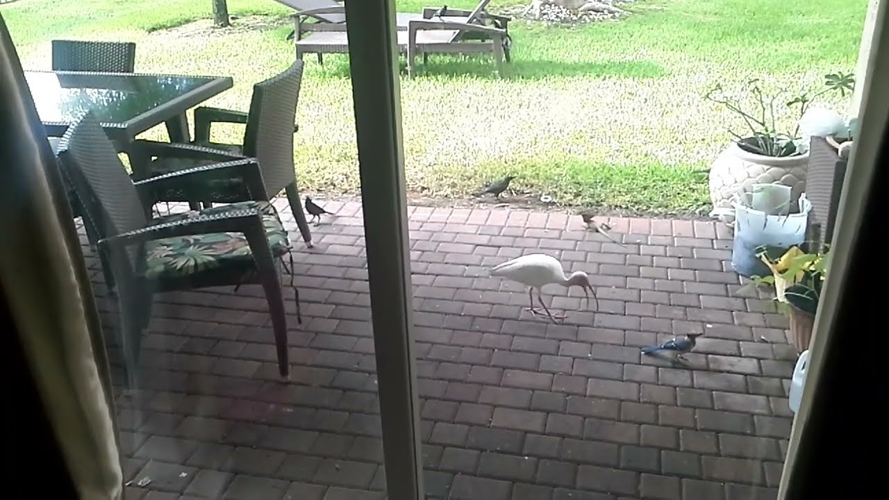 How I tamed Birds and lizard