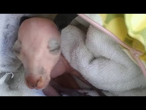 Женщина подобрала необычное животное на дороге она и представить не могла кем тот окажется