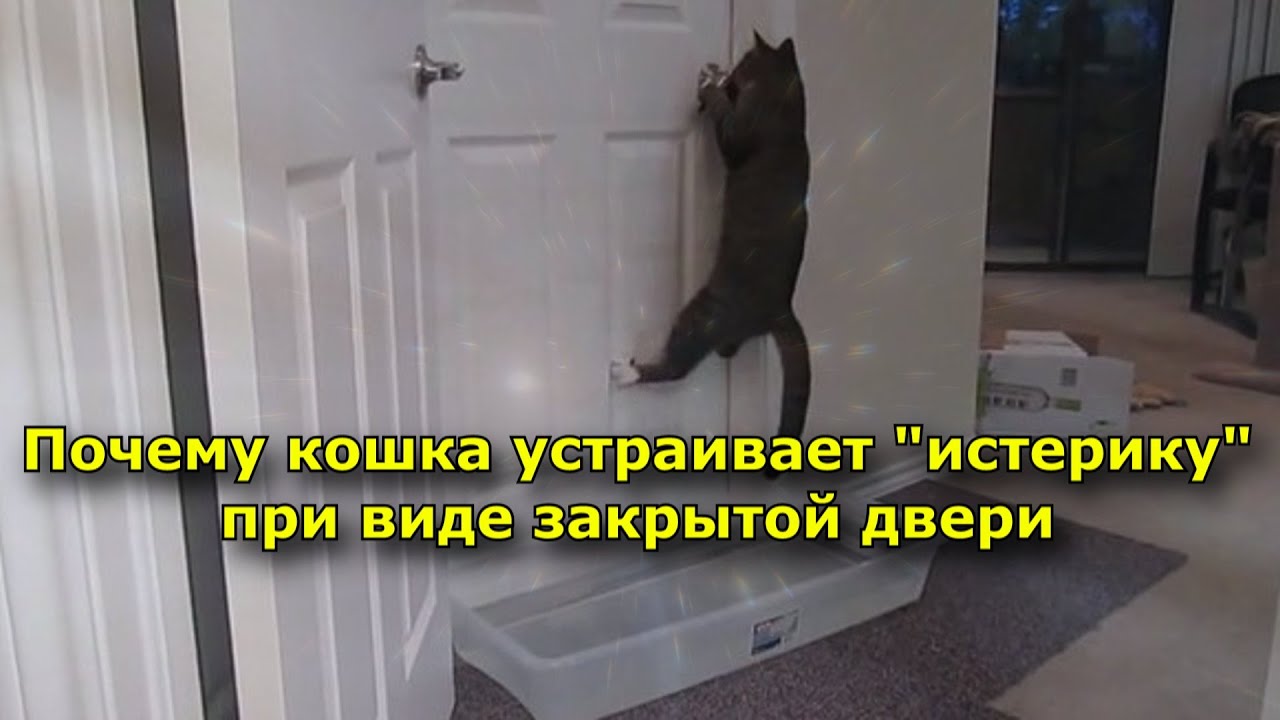 Почему кошка устраивает истерику при виде закрытой двери.