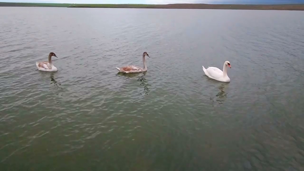 Two swans  and two cygnets on a large lake  Два лебедя  и два лебедёнка вместе на большом озере