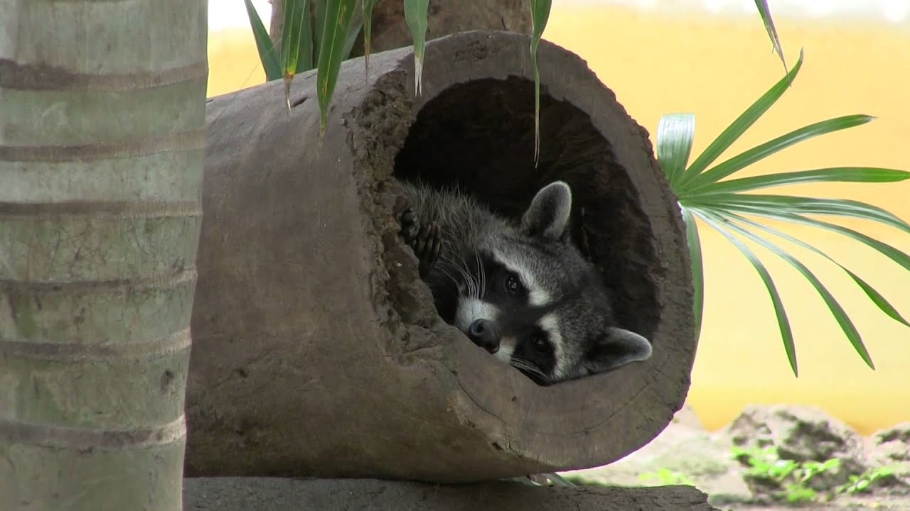 The Amazing Raccoon - Красивый Енот