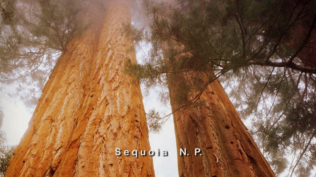 1998 US 8 По Америке San Francisco  Lake Tahoe  Yosemite  Sequoia .