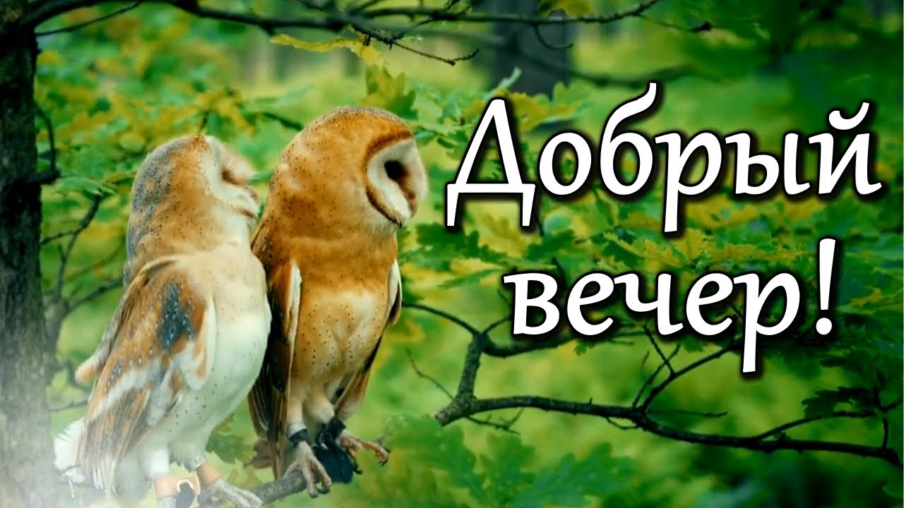 Добрый вечер! Как хочется стать ёжиком! По мотивам мф Ёжик в тумане