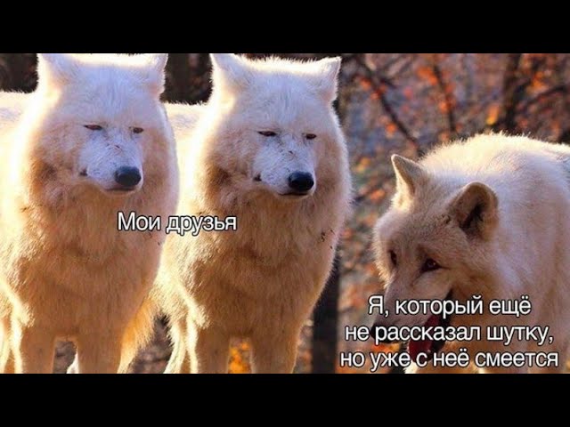 весь интаграмм в одном видео.