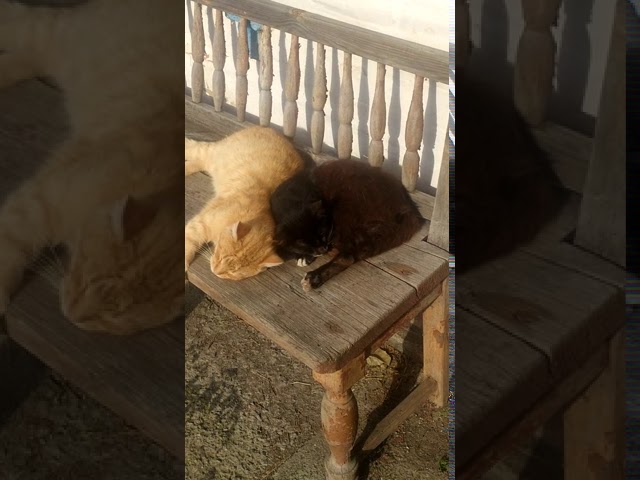 милые коты.