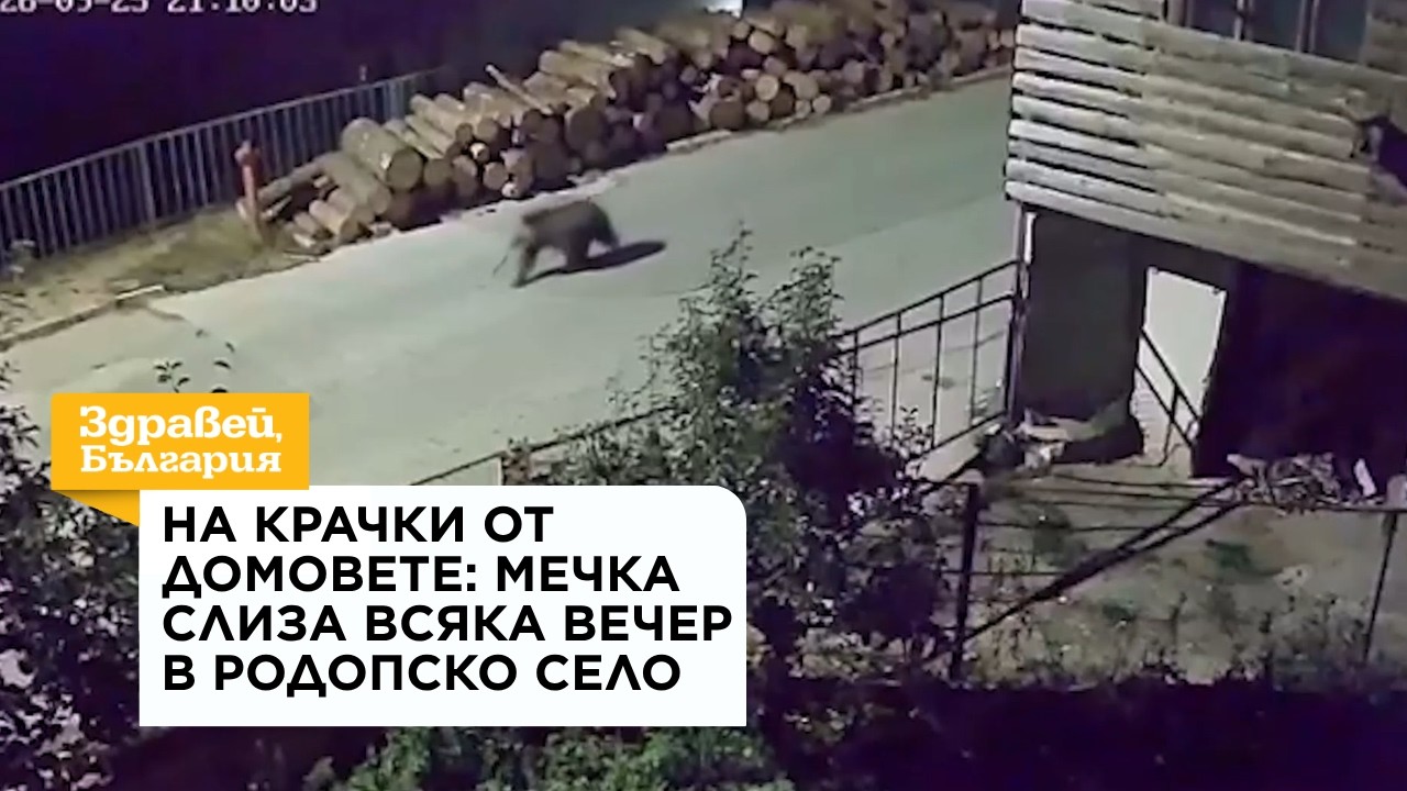 На крачки от домовете: Мечка слиза всяка вечер в родопско село  28 септ. 2026