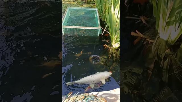 Съездили купили карпов кои в свой пруд. Кои в Батайске 