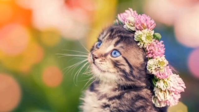 котятаВесна! kitty