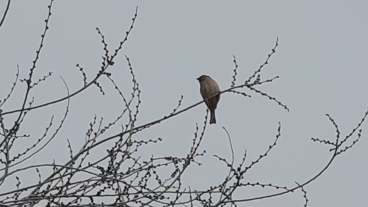 Весна. Воробей приветсвует Весну.1марта2023г.Сырдарияледтаетптицыspring sparrow welcomesspring