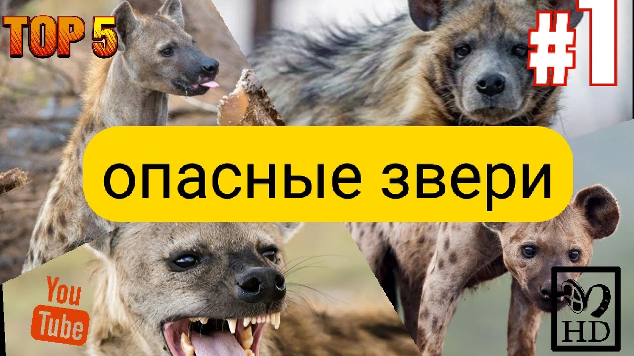 Кровожатные животные - гиены А ты знал?