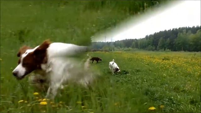 на одуванчиковом поле