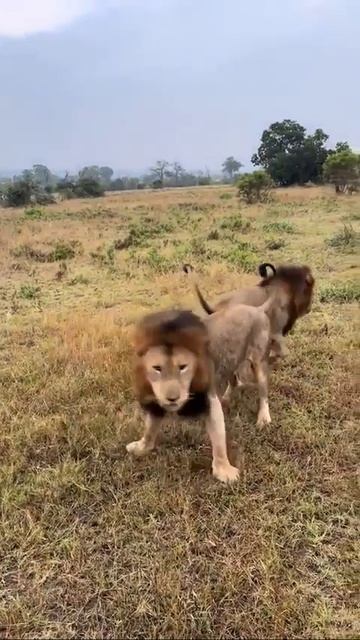 🦁🦁😁