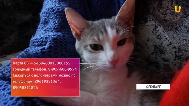 UTV. Оренбургский приют для бездомных животных может остаться без электричества