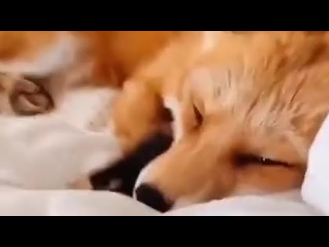 Счастливая лиса. Happy fox.