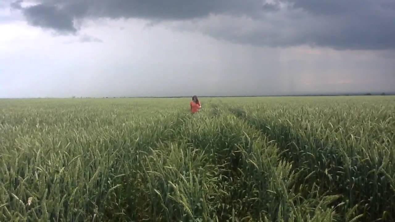 Поле перед дождем